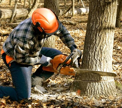 Tree Removal in Stewart, MN